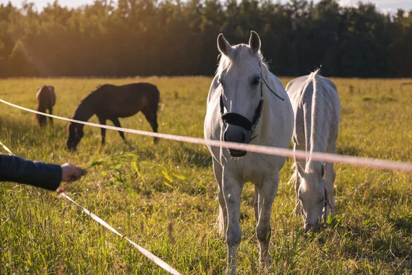 Chica alimentación pareja de blanco caballos pastar en un paddock . —  Fotos de Stock