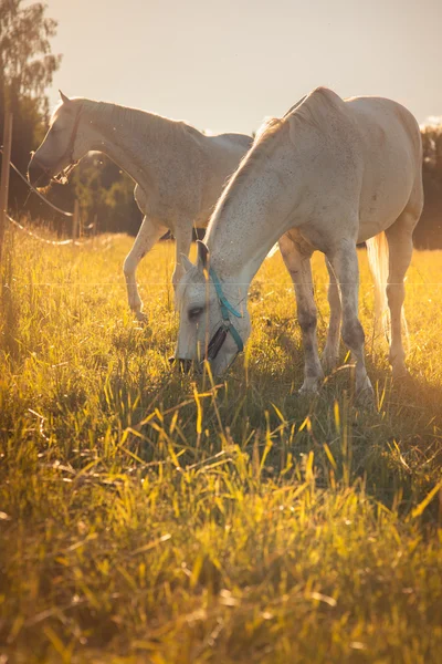 Pareja de caballos blancos pastan en un paddock . —  Fotos de Stock