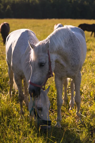 Coppia di cavalli bianchi pascolano in un recinto . — Foto Stock