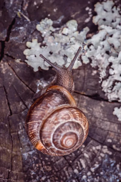 Grape snail crawling along the path on tree trunk in the garden Top view — Stock Photo, Image