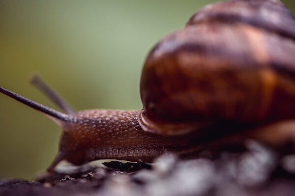 Grape snail crawling along the path on tree trunk in the garden