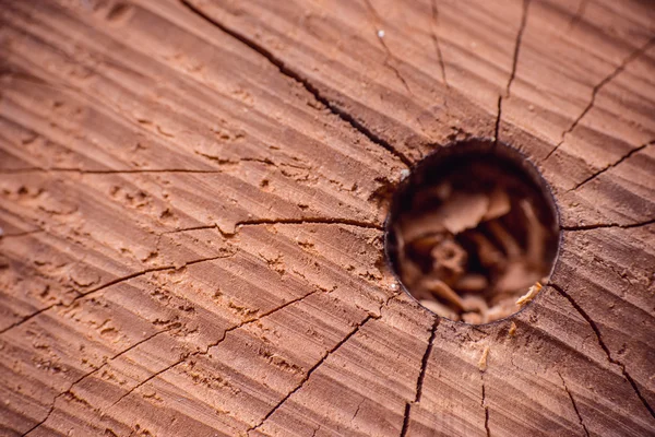 Vista superior de textura de tocón de madera agrietada — Foto de Stock