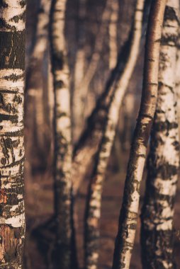 Güneş ışığı akşam huş mayo ışıklı