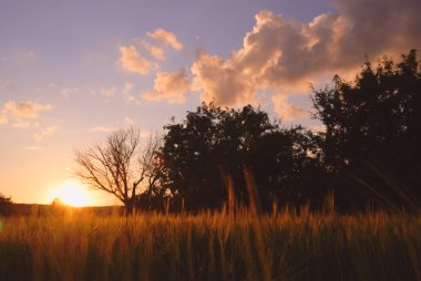 Akşam peyzaj çim ön plan ve ağaçlar ile