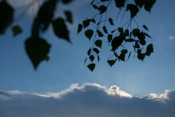 Rami di betulla su uno sfondo di cielo di sera con nuvole — Foto Stock