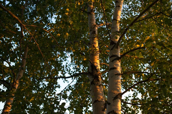 Birkenzweige und Stamm mit Blättern schauen nach oben. Sommerszene. — Stockfoto