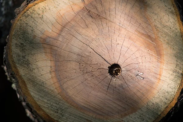 Vista superior de textura de tocón de madera agrietada — Foto de Stock