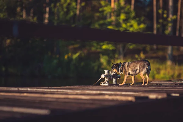 Joven inglés juguete terrier en un muelle de madera soleado cerca del lago en el fondo de un bosque verde de verano — Foto de Stock