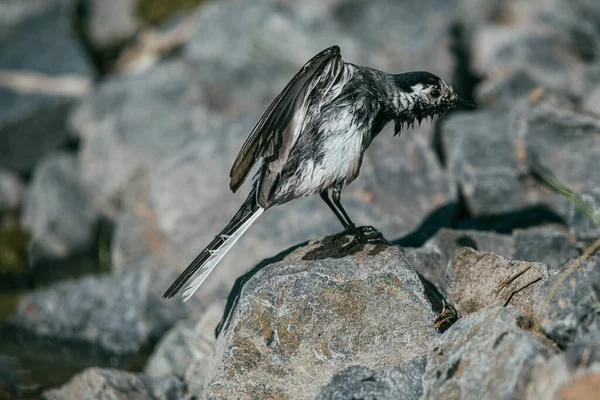 White Wagtail, Motacilla alba pássaro banha-se em uma lagoa e banha-se em pedras sob os raios do sol de verão — Fotografia de Stock