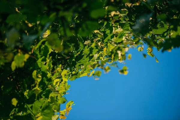 Folhas de tília verdes frescas em um fundo azul do céu. tiro macro foco seletivo com DOF rasa com copyspace — Fotografia de Stock