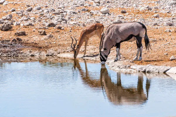 Gemsbok 및 나미비아 Etosha 공원에서 물 수영장에서 스프링 — 스톡 사진