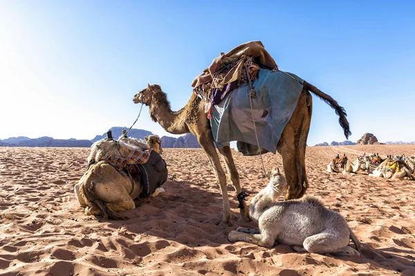 Dromedary camels in Wadi Rum desert, Jordan. — Stock Photo, Image