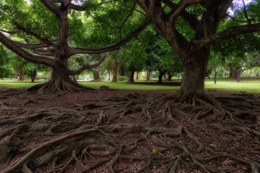 Ficus drupacea kökleri Peradeniya, Sri Lanka 'daki Royal Botanik Bahçeleri' nde bulunur. Bu tropikal yerli ağaç 30 metre yüksekliğe ulaşabilir ve deniz seviyesinden dağlara kadar değişen ortamlarda meydana gelir.