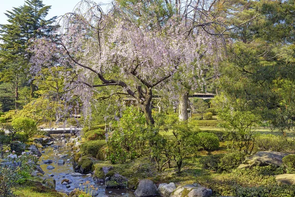 Cherry tree in Kenroku-en garden in Kanazawa, Japan — Stock Photo, Image