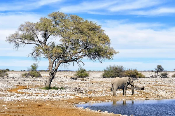 Elefante africano en la piscina de agua en el Parque Nacional Etosha —  Fotos de Stock