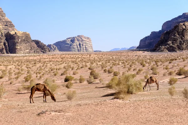 Velbloud jednohrbý velbloud se pasou v poušti Wadi Rum v Jordan — Stock fotografie