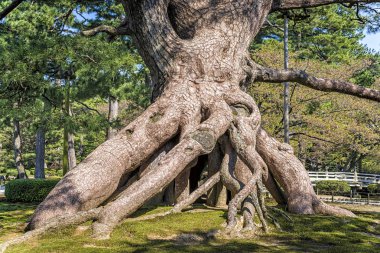 Kanazawa, Japonya'da bir bahçede bir yükseltilmiş kökleri çam görünümünü. 40'tan fazla irili ufaklı kökleri gösterilen bu sıradışı çam yaklaşık 2 m, yerde ortaya çıkar..