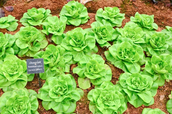 Lechuga de mantequilla vegetal —  Fotos de Stock