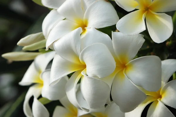 Frangipani — Foto de Stock