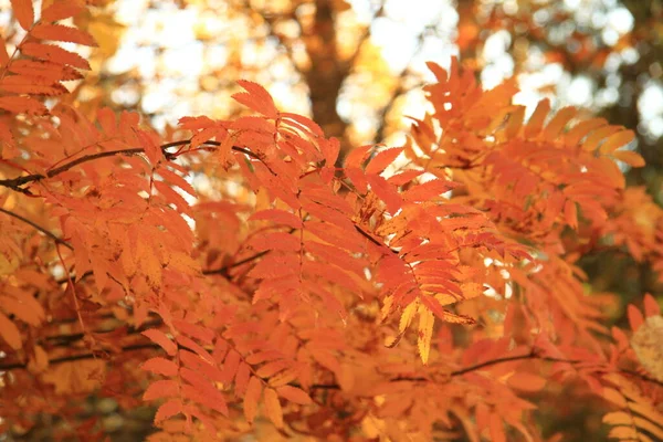 Krásné listy podzimního jeřábu — Stock fotografie