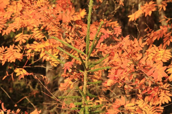 Schöne Blätter der Eberesche im Herbst — Stockfoto