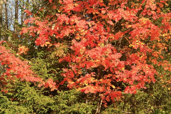 Schöne Blätter der Eberesche im Herbst — Stockfoto