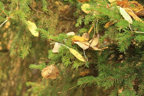 Beautiful autumn fir branches — Stock Photo, Image