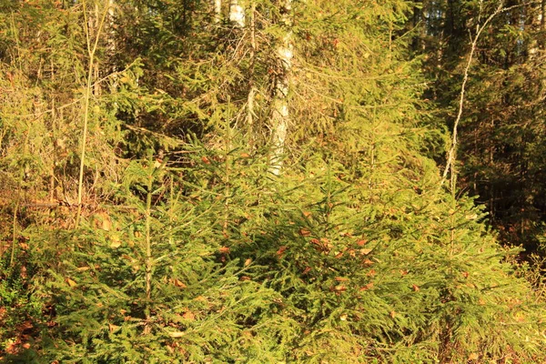 Vackra höst grangrenar — Stockfoto