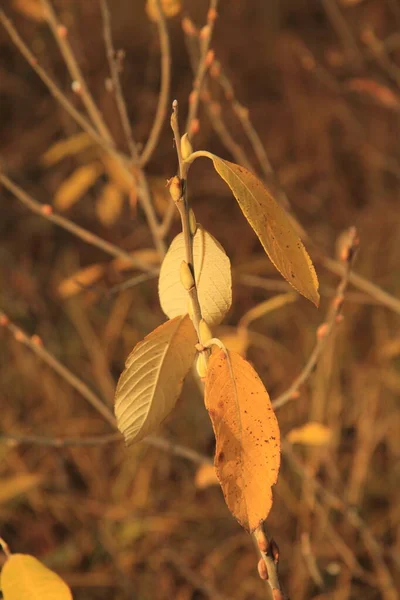 Schöne Blätter Von Bäumen Und Sträuchern November — Stockfoto