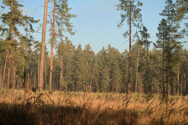 Tallskog Med Den Sista Solen Skiner Genom Träden — Stockfoto