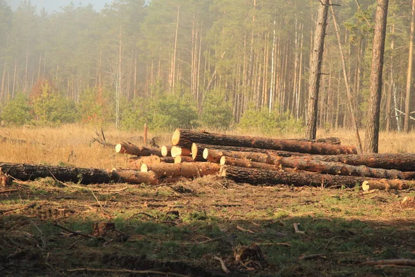 Timrande Tallar Skogen November — Stockfoto