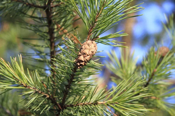 Beau Cône Pin Sur Une Branche Verte — Photo