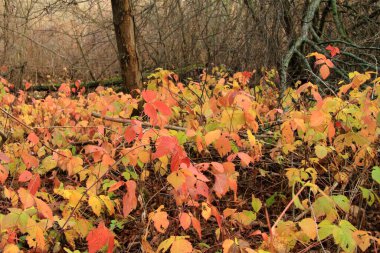 Ormanda sonbaharda güzel böğürtlen yaprakları