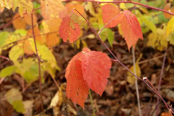 Krásné Ostružinové Listy Podzim Lese — Stock fotografie