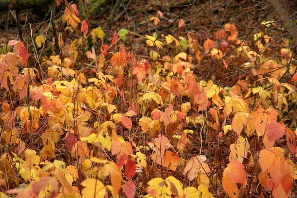 Krásné Ostružinové Listy Podzim Lese — Stock fotografie