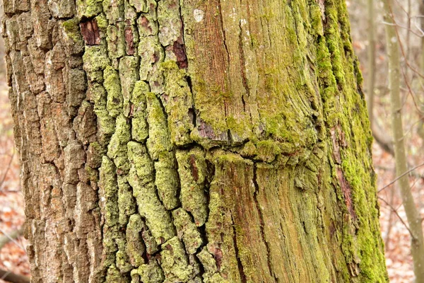 Stromový Kmen Porostlý Mechem Stojí Lese Obklopený Kobercem Spadlého Listí — Stock fotografie