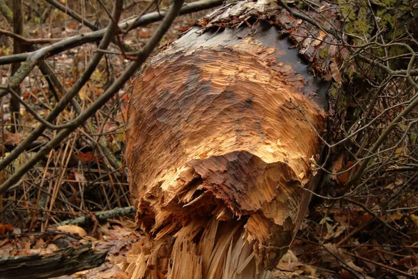 Bobr Pokácel Strom Lese — Stock fotografie