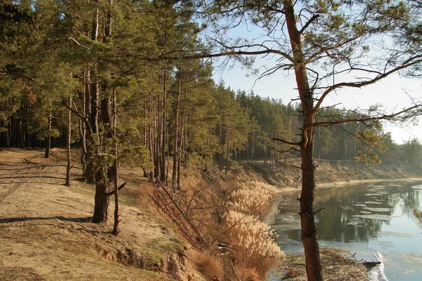 Çam ormanının yakınındaki güzel nehir kıyısında