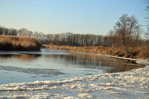 Gyönyörű folyópart a fenyőerdő közelében — Stock Fotó