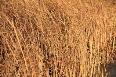 Güzel sarı kuru kamış.