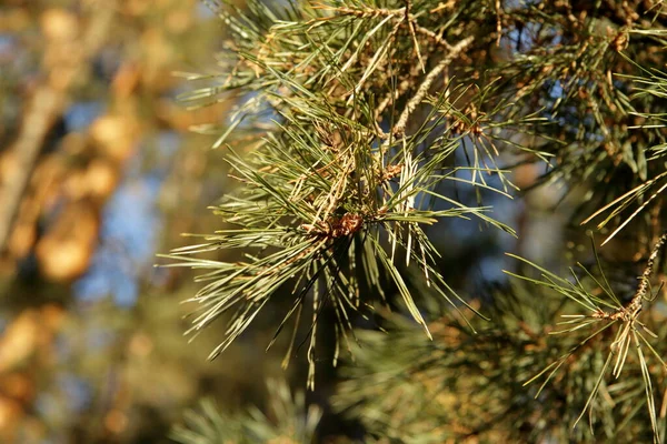 Beautiful green pine branch — Stock Photo, Image