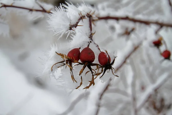 Rosa cadera en la nieve —  Fotos de Stock