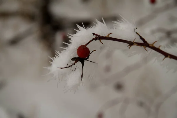 Рожеві стегна на снігу — стокове фото