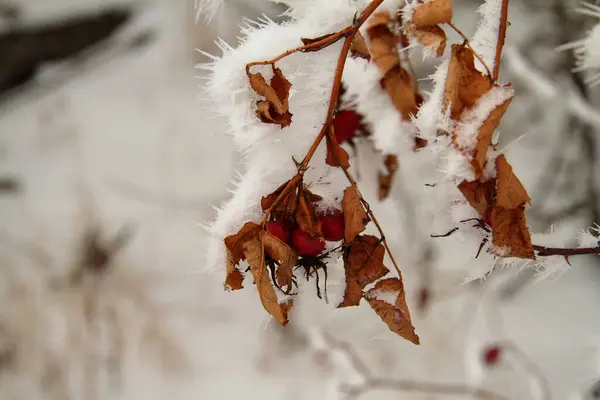 Rosa cadera en la nieve —  Fotos de Stock