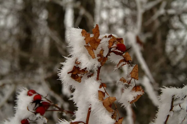 Hagebutten im Schnee — Stockfoto