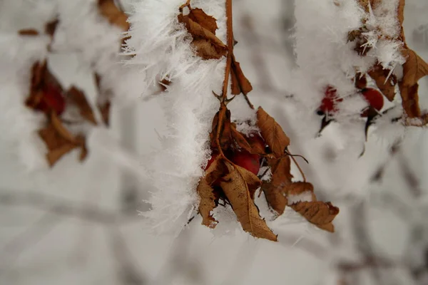 Рожеві стегна на снігу — стокове фото