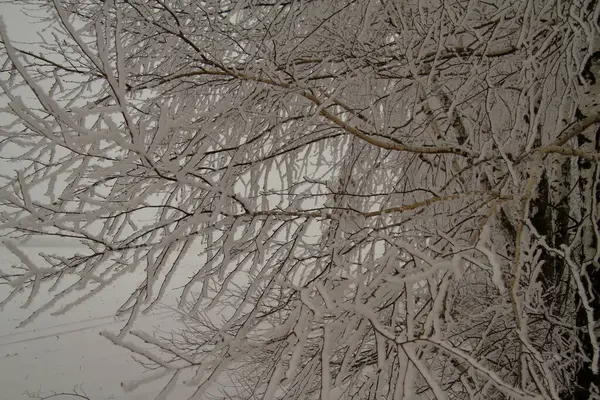 Gałęzie brzozy w śniegu — Zdjęcie stockowe