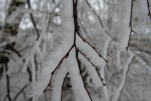 Birkenzweige im Schnee — Stockfoto