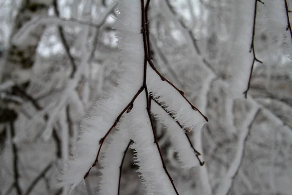 Berken takken in de sneeuw — Stockfoto