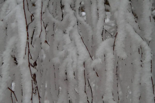 Ramas de abedul en la nieve —  Fotos de Stock